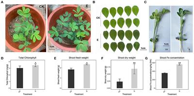 Endophytic Fungus Phomopsis liquidambaris Enhances Fe Absorption in Peanuts by Reducing Hydrogen Peroxide